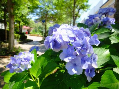 荏田近隣センター（あじさい）
