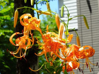 荏田近隣センター（おにゆり）
