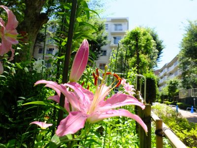 けやきが丘（すかしゆり）
