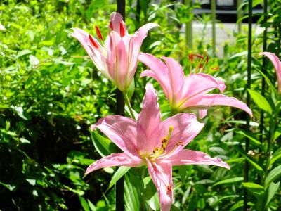 けやきが丘（すかしゆり）
