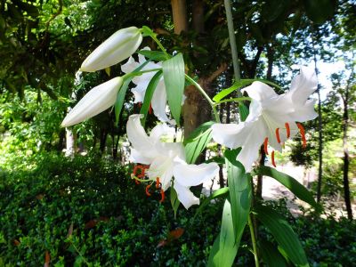 けやきが丘（かさふらんか）
