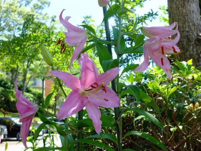 けやきが丘（すかしゆり）
