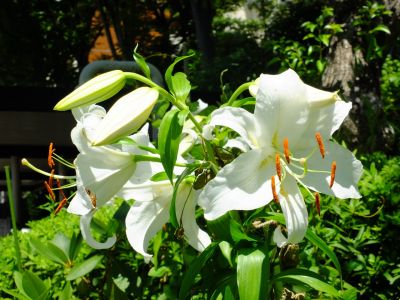 けやきが丘（かさふらんか）
