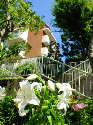 けやきが丘（かさふらんか）
