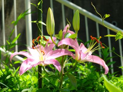 けやきが丘（すかしゆり）
