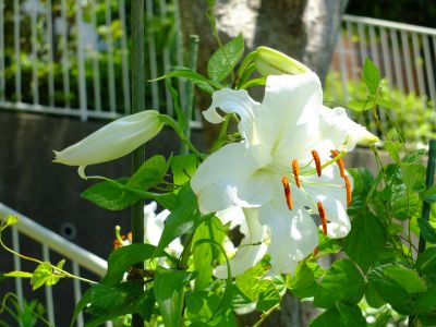 けやきが丘（かさふらんか）
