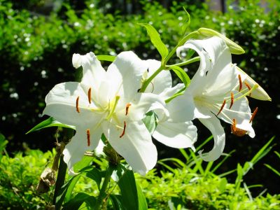 けやきが丘（かさふらんか）
