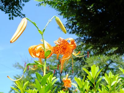 松葉公園（おにゆり）
