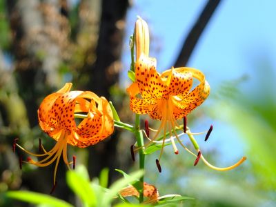 松葉公園（おにゆり）
