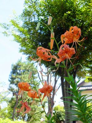 松葉公園（おにゆり）
