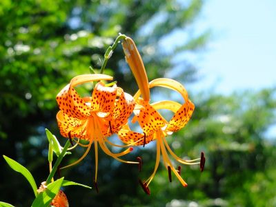 松葉公園（おにゆり）
