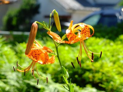 松葉公園（おにゆり）
