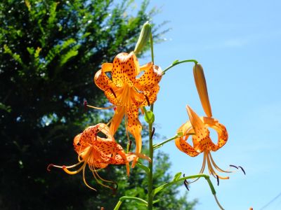 松葉公園（おにゆり）
