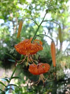 松葉公園（おにゆり）
