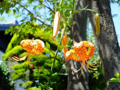 松葉公園（おにゆり）
