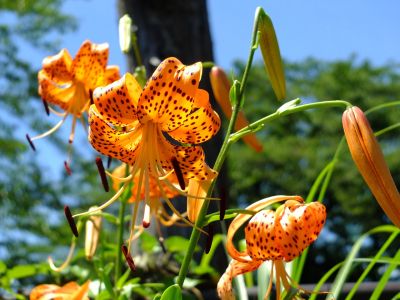 松葉公園（おにゆり）
