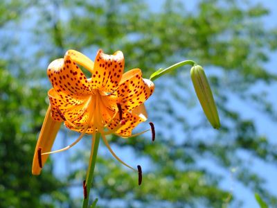 松葉公園（おにゆり）
