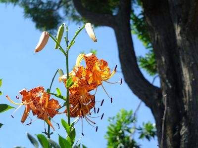 松葉公園（おにゆり）
