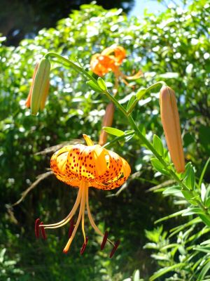 松葉公園（おにゆり）
