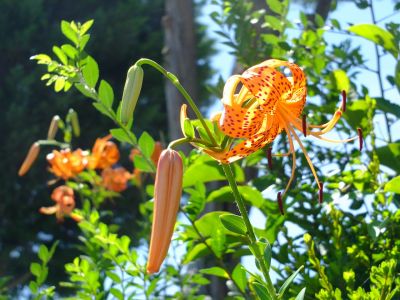 松葉公園（おにゆり）
