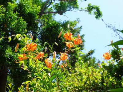松葉公園（おにゆり）
