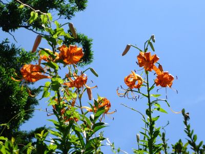 松葉公園（おにゆり）
