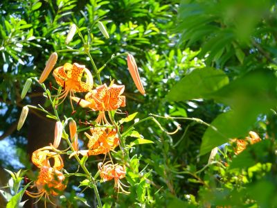 松葉公園（おにゆり）
