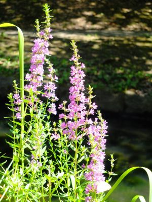 禊萩 （みそはぎ）
