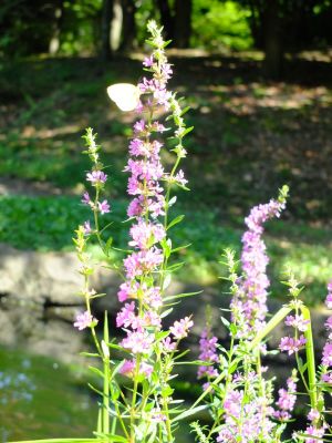 禊萩 （みそはぎ）
