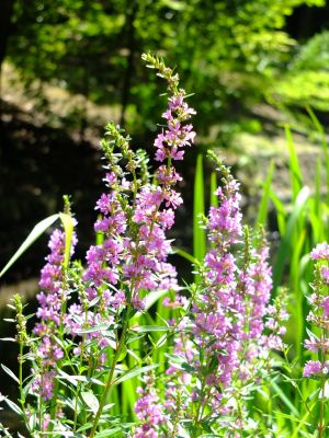 禊萩 （みそはぎ）
