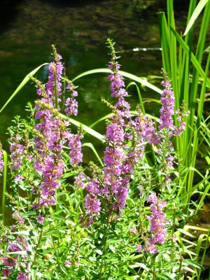 禊萩 （みそはぎ）
