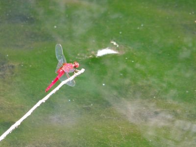 ささぶねの道　赤とんぼ
