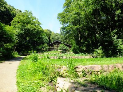 都筑中央公園（ばじょうじや）
