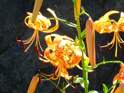 みずきが丘バス停（おにゆり）
