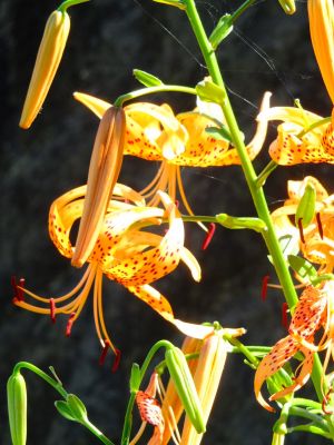 みずきが丘バス停（おにゆり）
