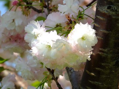 「川和町駅前」松月桜

