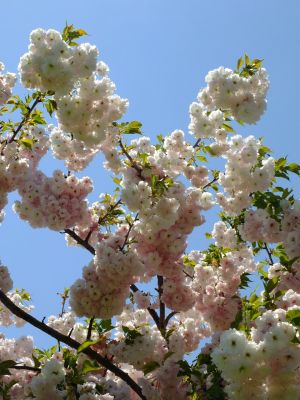 「川和町駅前」松月桜
