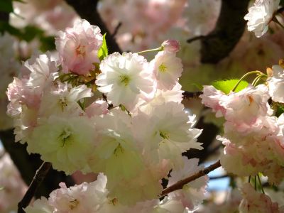 「川和町駅前」松月桜
