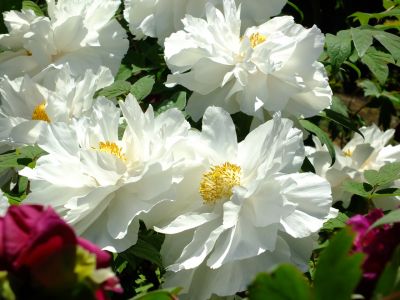 瑞雲寺「ぼたん」
