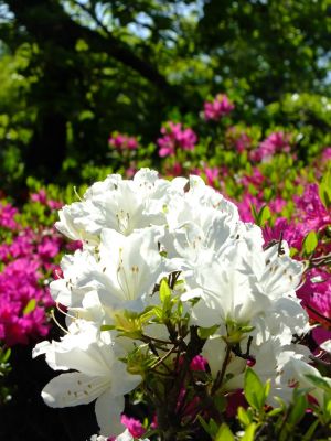 鴨池公園「つつじ」

