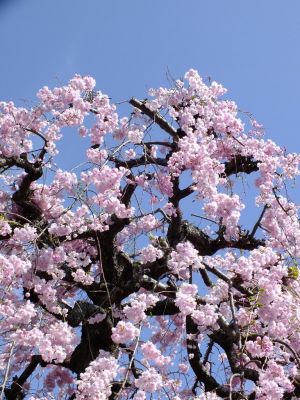 瑞雲寺 ヤエベニシダレ（八重紅枝垂） 
