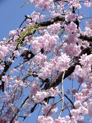 瑞雲寺 ヤエベニシダレ（八重紅枝垂） 
