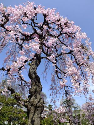 瑞雲寺 ヤエベニシダレ（八重紅枝垂） 
