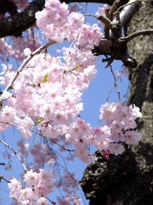 瑞雲寺 ヤエベニシダレ（八重紅枝垂） 
