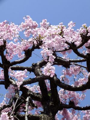 瑞雲寺 ヤエベニシダレ（八重紅枝垂） 
