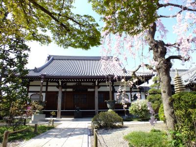 瑞雲寺 ヤエベニシダレ（八重紅枝垂） 
