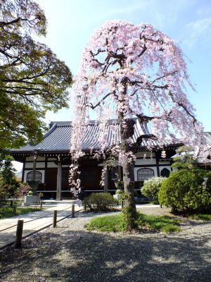 瑞雲寺 ヤエベニシダレ（八重紅枝垂） 
