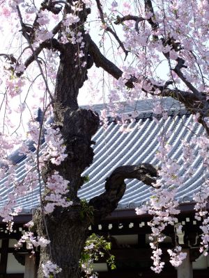 瑞雲寺 ヤエベニシダレ（八重紅枝垂） 
