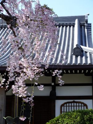 瑞雲寺 ヤエベニシダレ（八重紅枝垂） 
