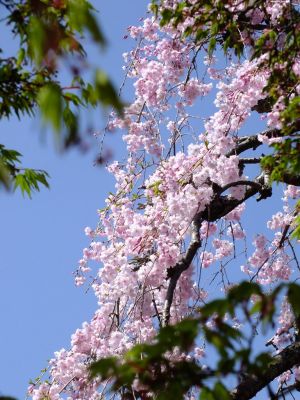 瑞雲寺 ヤエベニシダレ（八重紅枝垂） 
